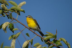 Warbler, Yellow-breasted Chat, 2010-05110261 Higbee Beach, NJ